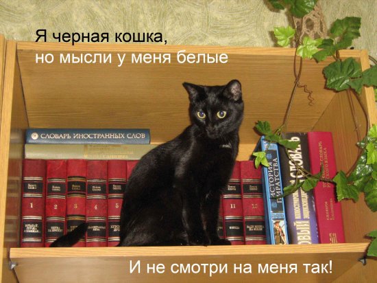 Котоматрица 12