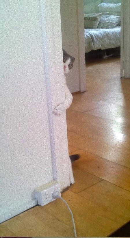 Кошки, которые не умеют играть в прятки