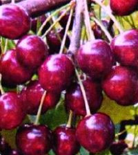 сорт черешни ревна сорт черешни ревна