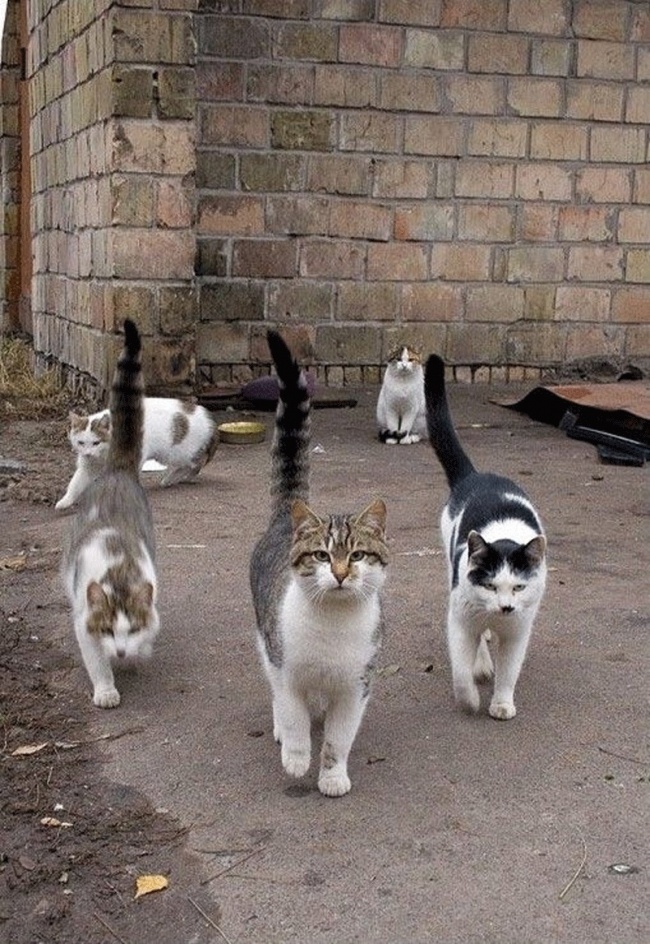 20 суровых дворовых котов