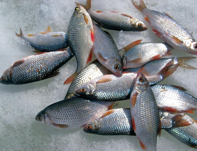 Рыба Сорожка Фото И Описание – Telegraph