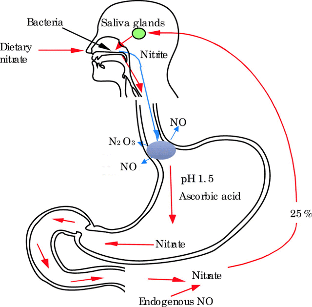 Удивительные превращения нитратов в организме человека
