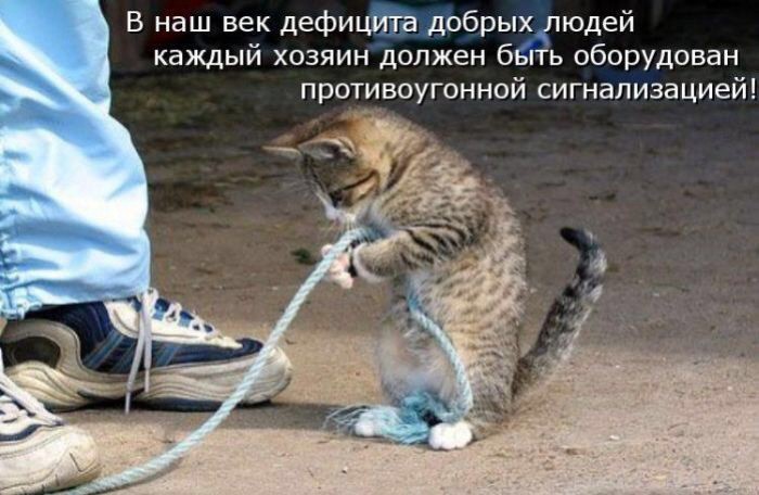 Кошачий фотопост! Кошачий фотопост! коты, юмор