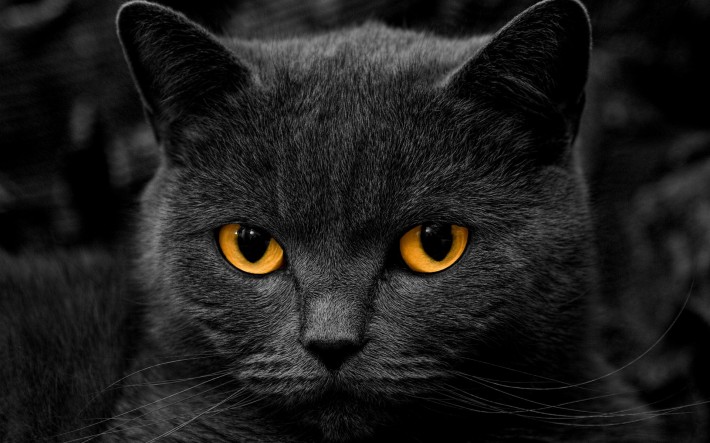 Как окрас кошки влияет на ее характер?