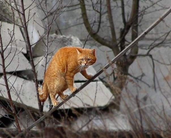 - Мурзик, солнышко, что ты делаешь? - ВСХОЖУ животные, коты, прикол, юмор