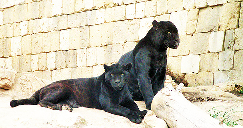 Две черные пантеры. Фото