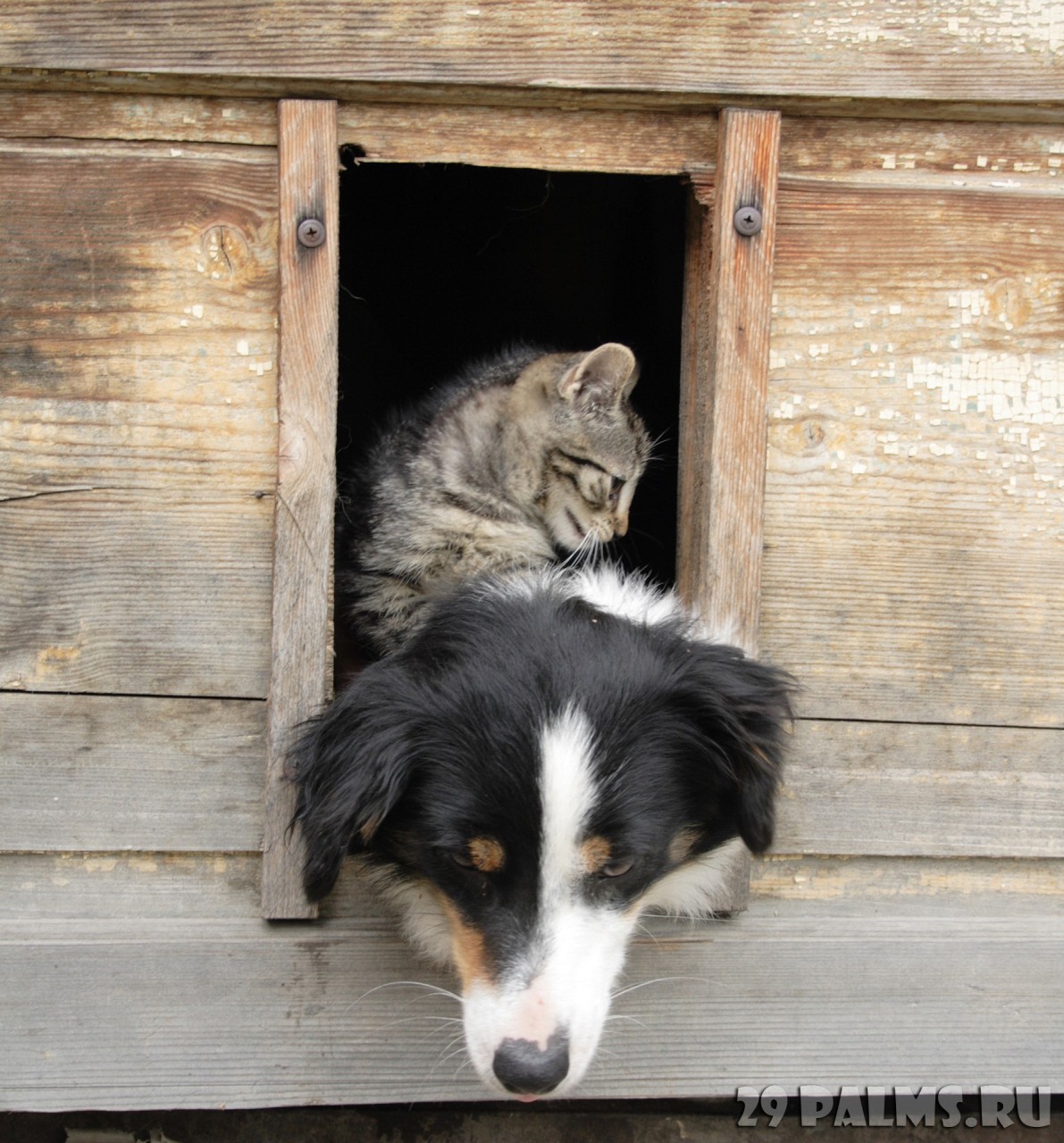 Как кошка с собакой. Часть 1 животные, коты, кошки, собаки, фото, юмор