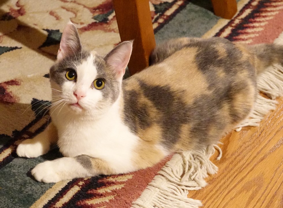 кошка