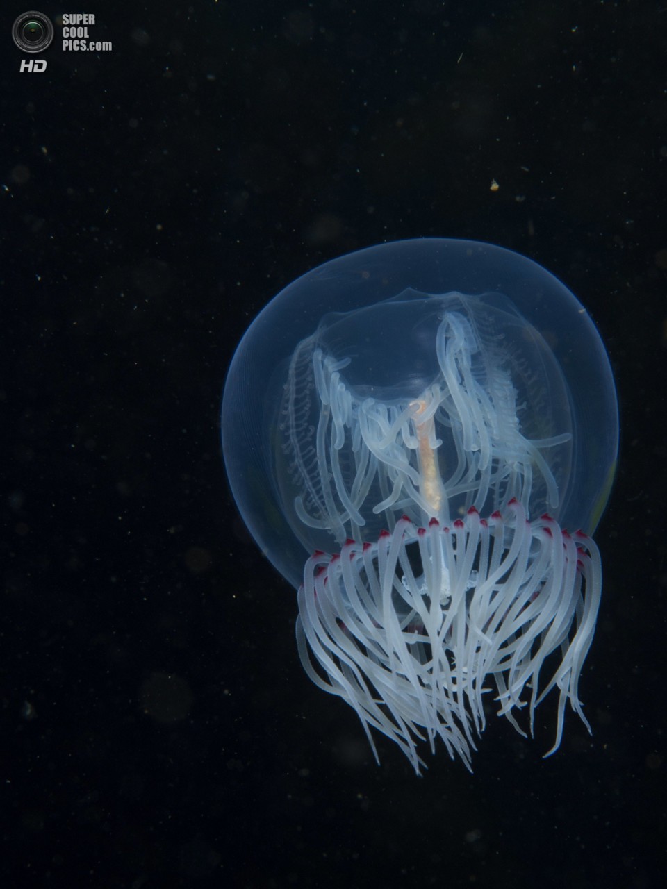 : Temperate Waters. 1 . (Jeremy Axworthy/UnderwaterPhotography.com)