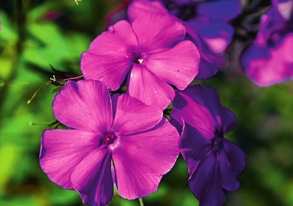   (Phlox paniculata) &amp;amp;amp;amp;amp;amp;amp;amp;amp;amp;lsquo;Blue Paradise&amp;amp;amp;amp;amp;amp;amp;amp;amp;amp;rsquo;