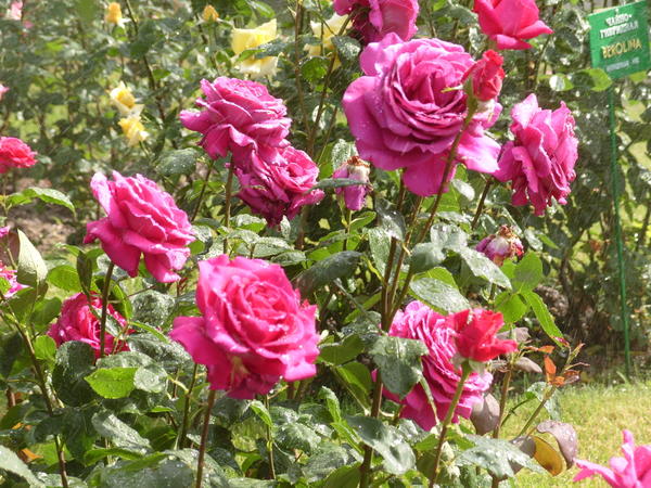 Цветут романтические розы, сорт Big Purple