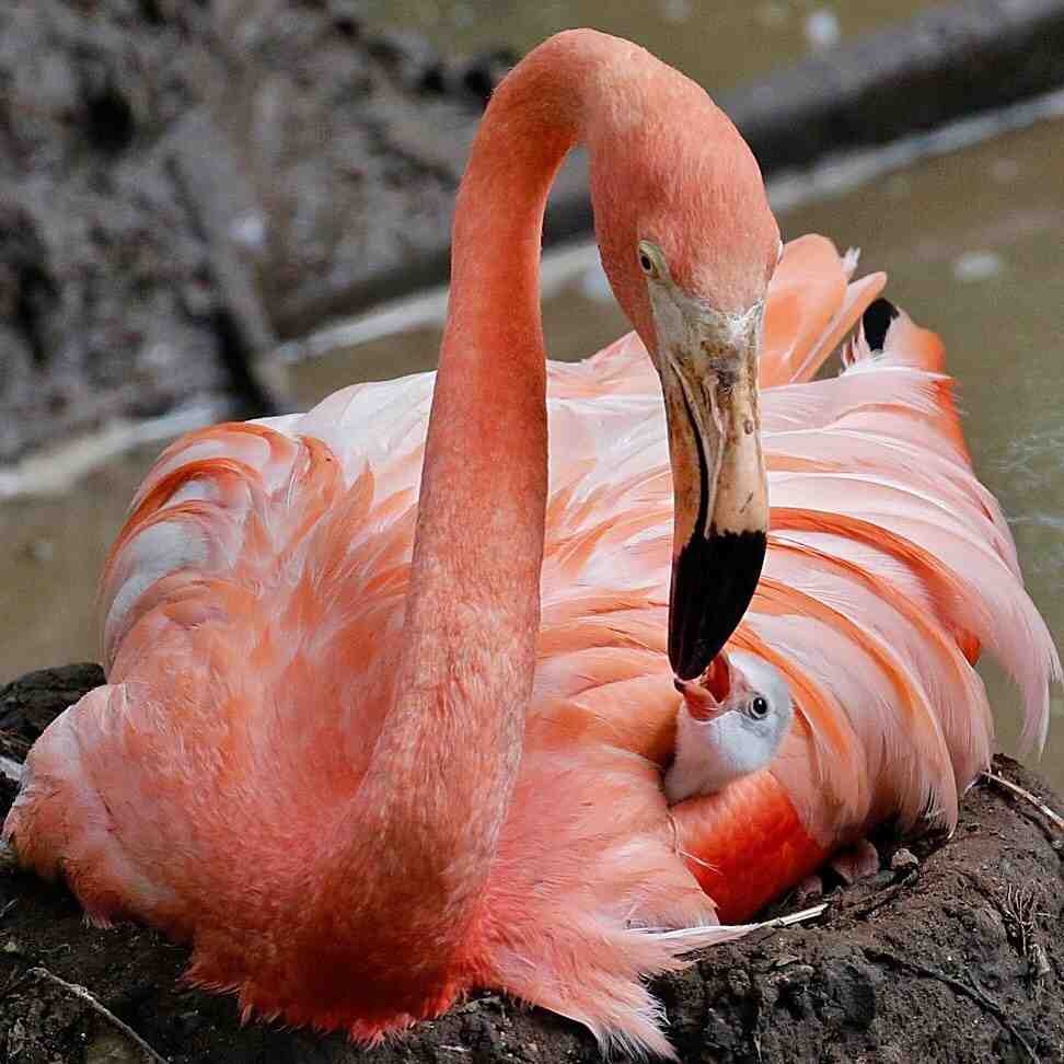 Андский фламинго красивые фото и картинки