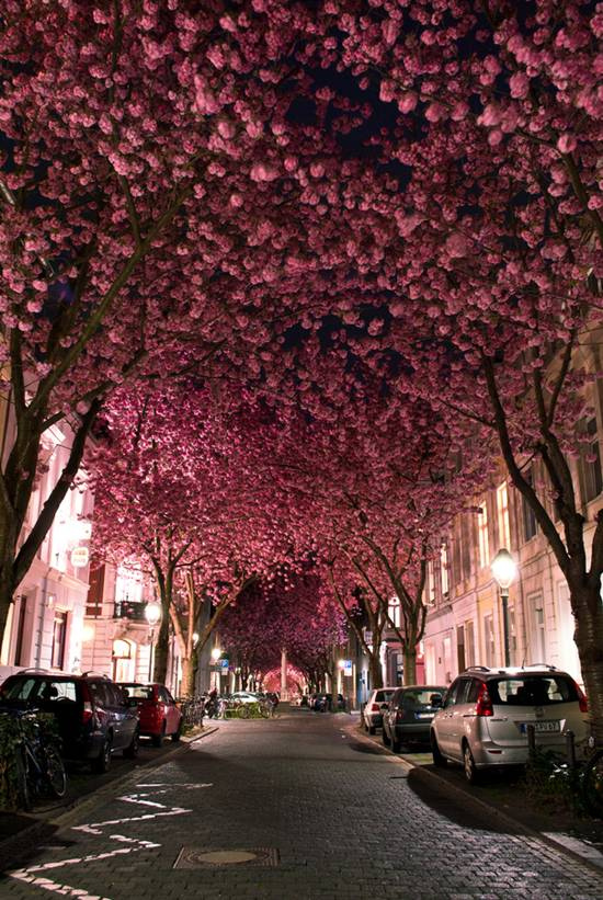 Туннель из цветущих вишен, Германия