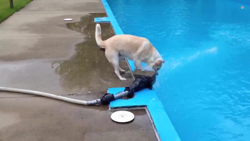 Собачьи неудачи -  Собачья неудача у бассейна 