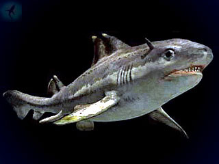 древний предок акул - гибод