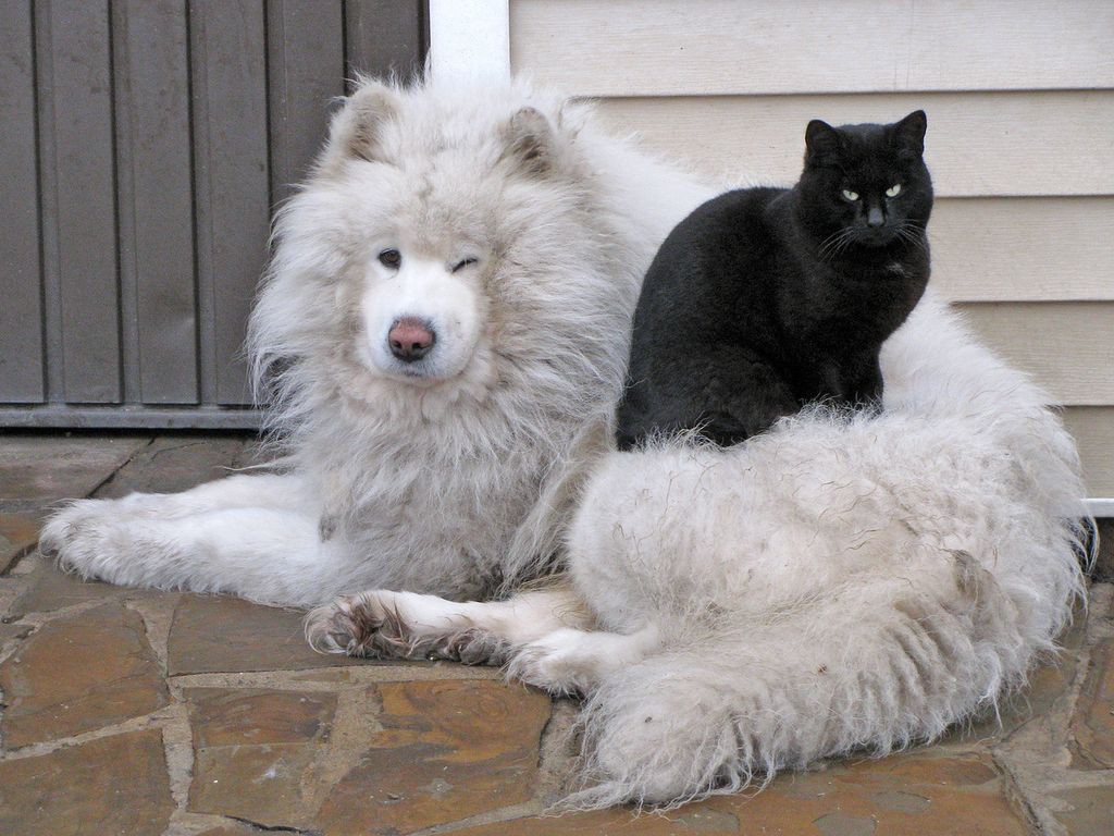 Кошки - самые лучшие друзья собак кошки, собаки