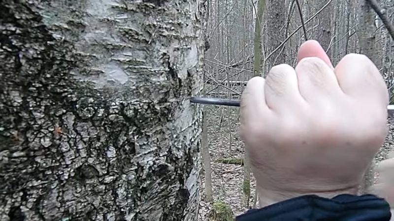 Как правильно собирать березовый сок. Быстрый и щадящий для дерева способ Как правильно собирать березовый сок. Быстрый и щадящий для дерева способ