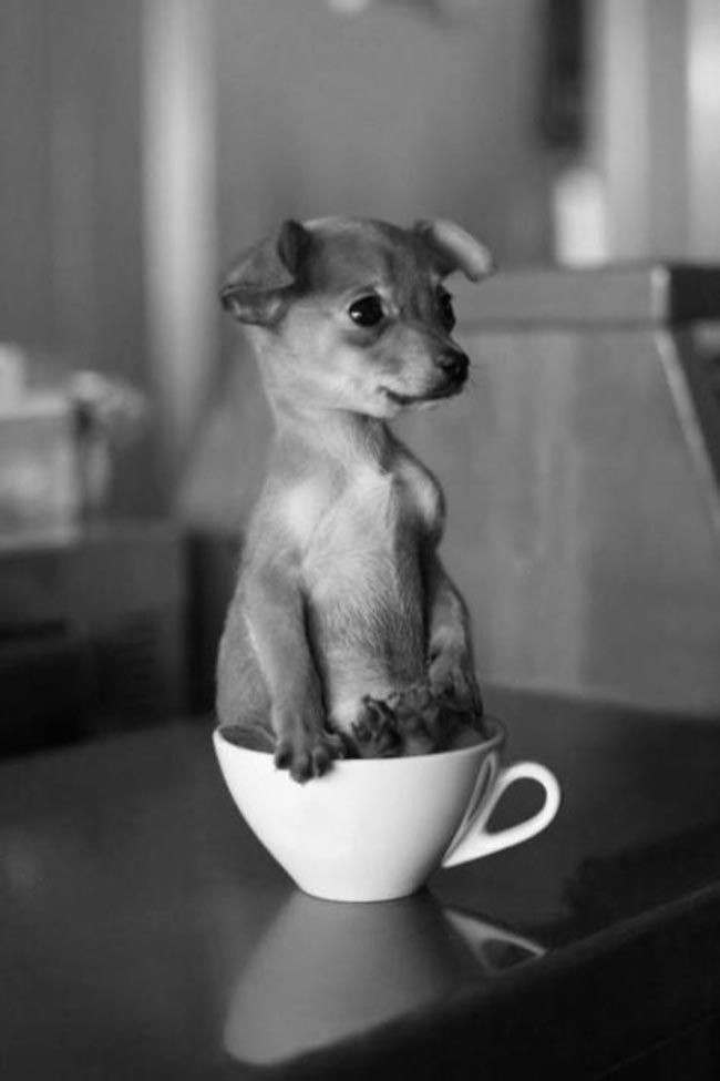 30 неприхотливых собак, которые будут сидеть везде, где им вздумается comfydogs28 30 неприхотливых собак, которые будут сидеть везде, где им вздумается