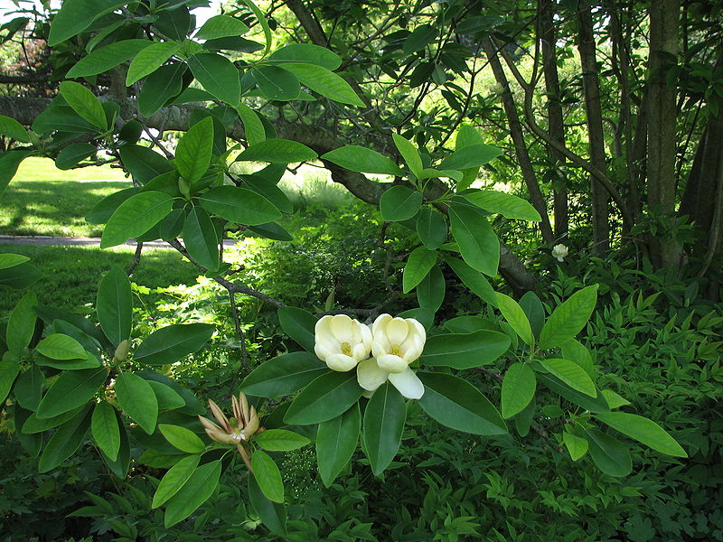 :Sweetbay Magnolia Magnolia virginiana Branches 2816px.jpg