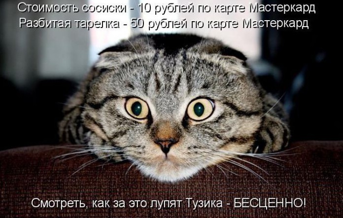 Кошки и собаки. Враги или друзья? животные, коты, кошки и собаки, прикол