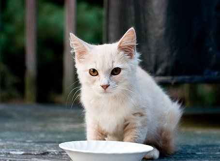 «Непьющие» кошки