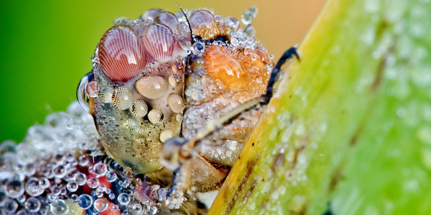 Насекомые в каплях росы от Давида Шамбона (David Chambon)