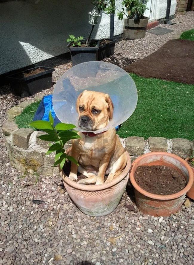 30 неприхотливых собак, которые будут сидеть везде, где им вздумается comfydogs17 30 неприхотливых собак, которые будут сидеть везде, где им вздумается