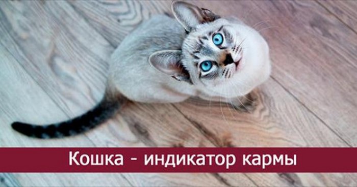 Кошка — индикатор кармы Кошка — индикатор кармы
