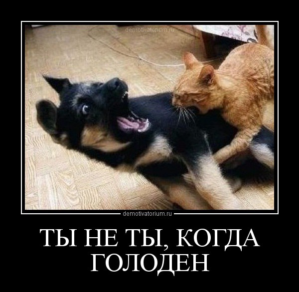 Ты не ты когда голоден! Ты не ты когда голоден, позитив, прикол, юмор