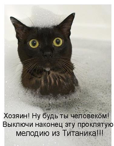 Котоматрица 12