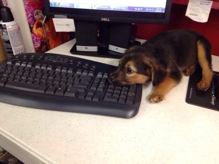 щенок и клавиатура