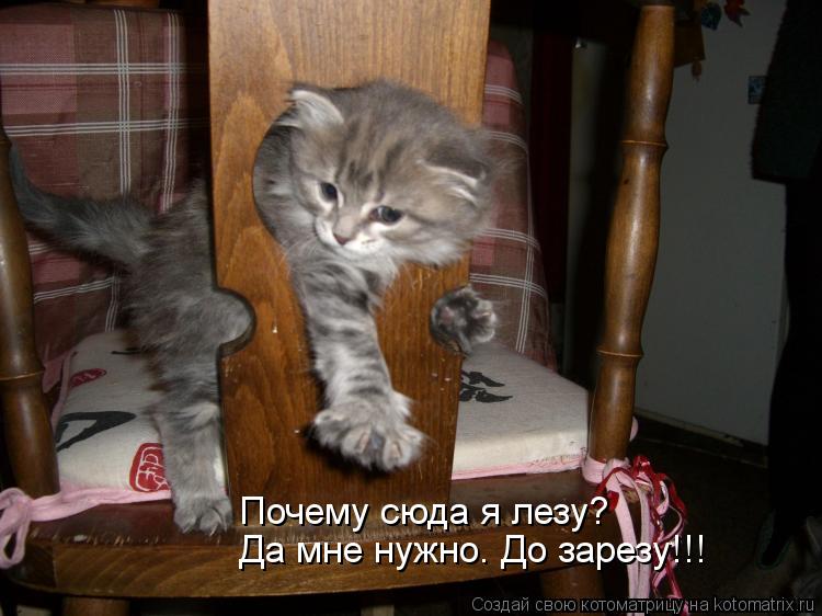 Котоматрица - Почему сюда я лезу? Да мне нужно. До зарезу!!!