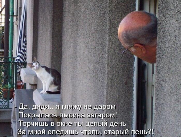 Кошачий фотопост! Кошачий фотопост! коты, юмор