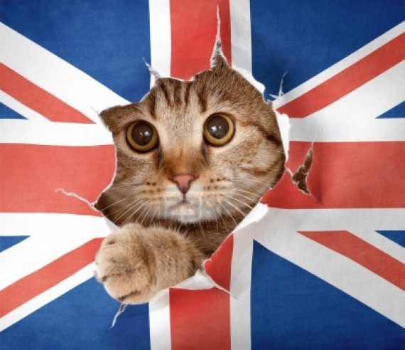 http://www.ru-cats.ru/uploads/images/00/00/09/2013/08/09/4967c9.jpg