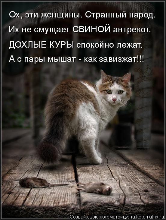 Лучшие котоматрицы недели