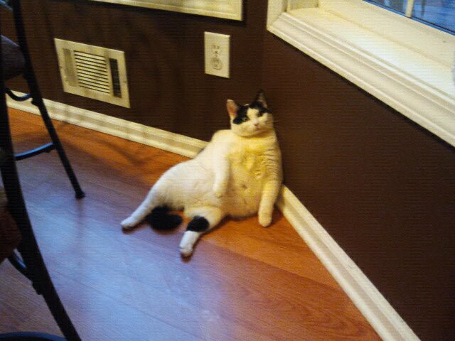 18. Он пообещает вам всё - не сойти ему с этого места! Впрочем, ему и так не сойти... животные, коты, милота, огромные коты