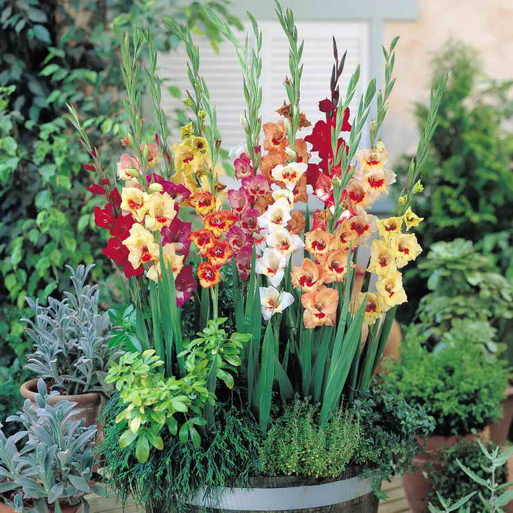 http://dacha-vprok.ru/wp-content/uploads/2013/01/gladiolus-bolezni.jpg