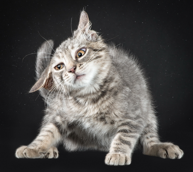 Карли Дэвидсон в проекте  Shake Cats, с портретами кошек, отряхивающихся от воды