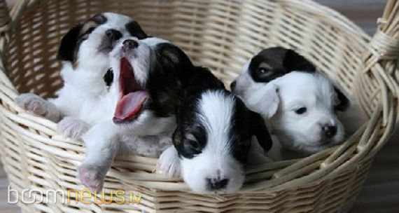 Чудесные малыши! - foto 23
