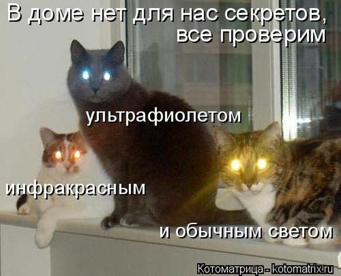 Лучшие котоматрицы недели