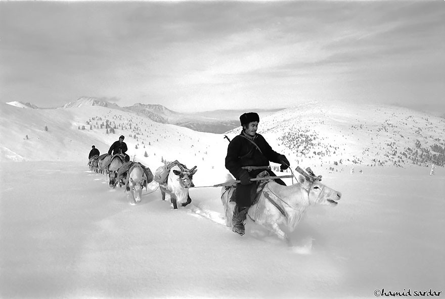 Жизнь оленеводов в Монголии  монголия, цаатаны