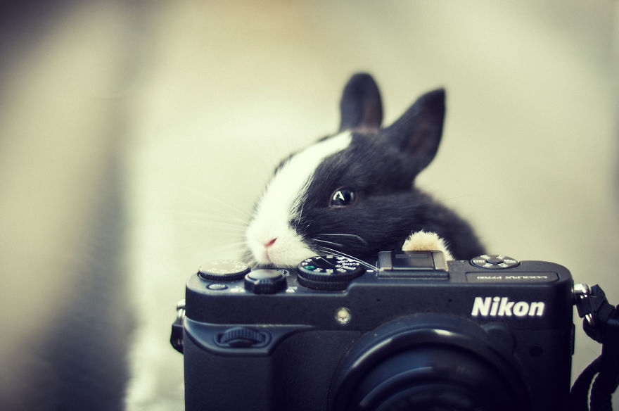Прирожденные фотографы животные, фотографы