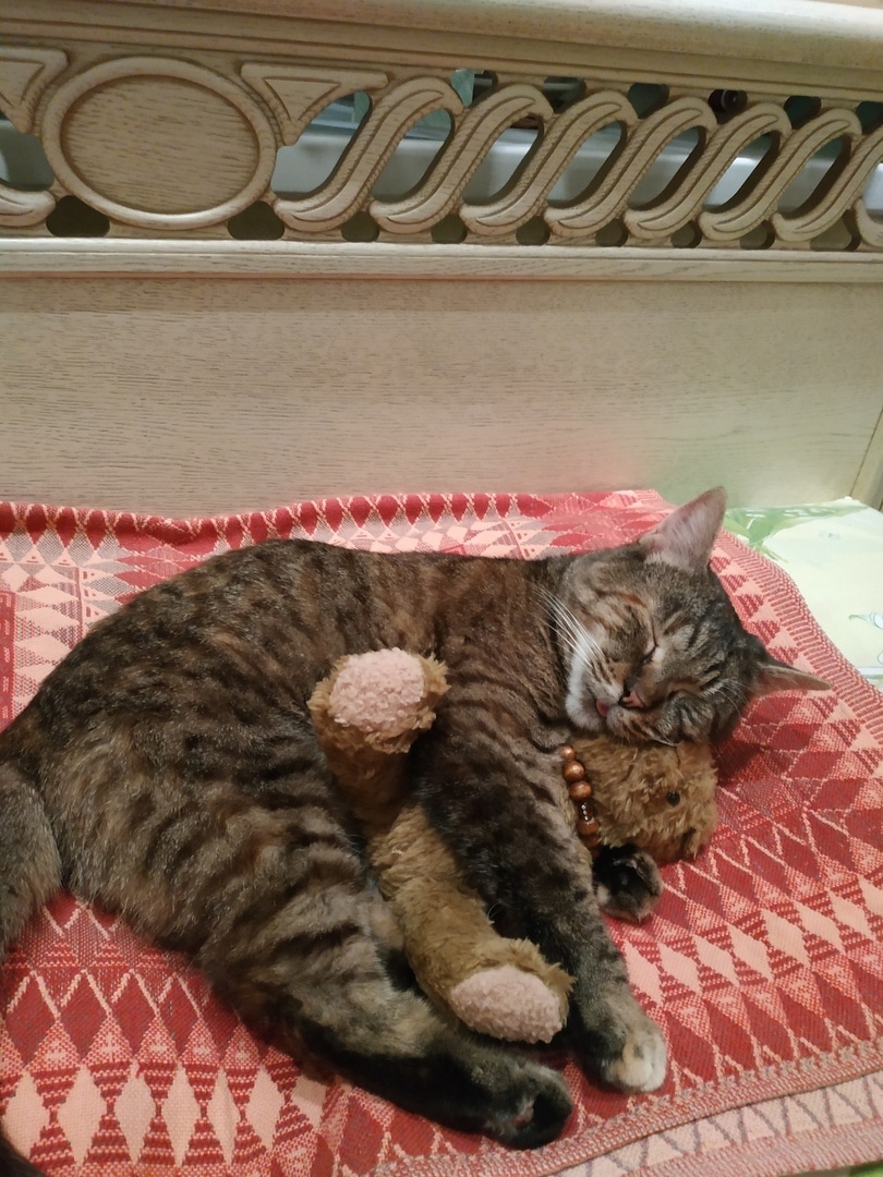 кошку приютили кошка с игрушкой