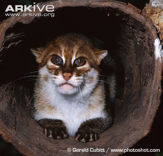 Дикие кошки: ржавая кошка с плоской головой дикие кошки, животные