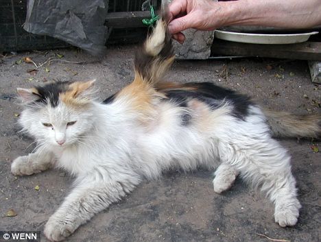 Коты с крыльями! Удивительная кошачья аномалия! Коты с крыльями! Удивительная кошачья аномалия!