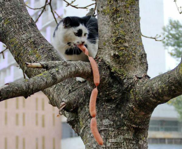 Злоумышленники воришки, коты