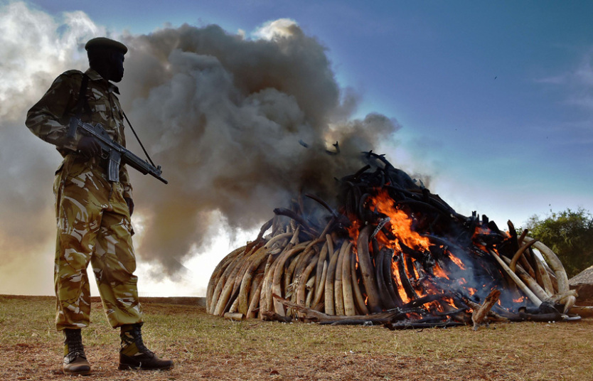 3 марта офицеры Службы охраны дикой природы Кении уничтожили 15 тонн конфискованной слоновой кости.  интересное, фото