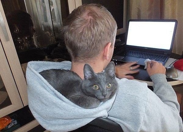 Угнездился животные, коты, прикол, юмор