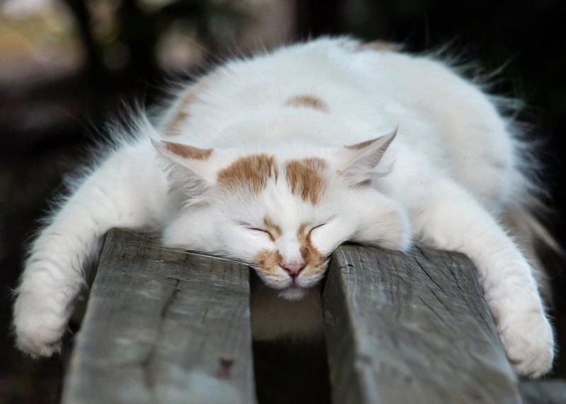 Коты, познавшие науку сна дрыхнут, коты