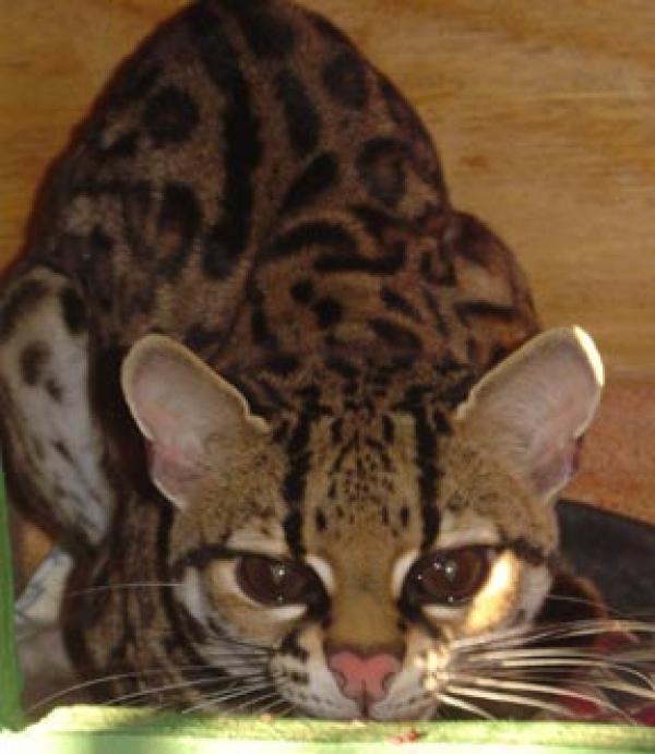 Необычный и милый котейка Маргай